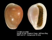 Triviella ovulata (3)